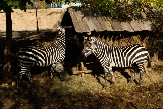 Eko Park Piešťany zebry
