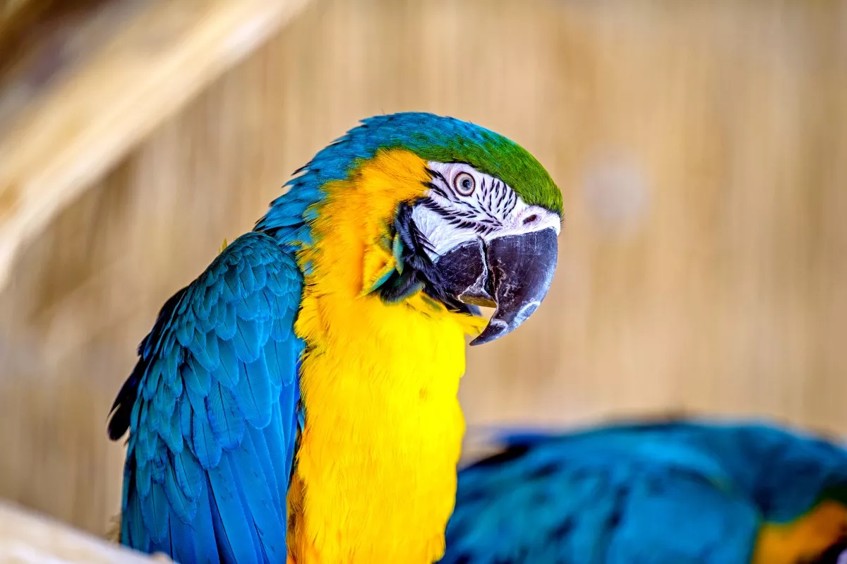 Žiaľ, papagáje sa často stávajú nežiaducimi domácimi zvieratkami kvôli svojmu hluku.