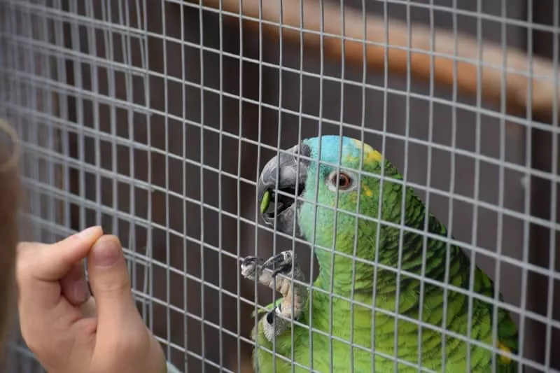 Zoo Kontakt - krmenie papagaja