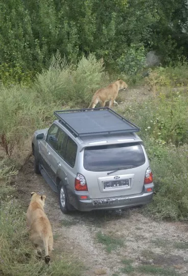 V parku môžte zažiť jedinečný zážitok z pozorovania skupiny levov alebo tigrov z bezpečia auta na 3/4 hektárovom pozemku.