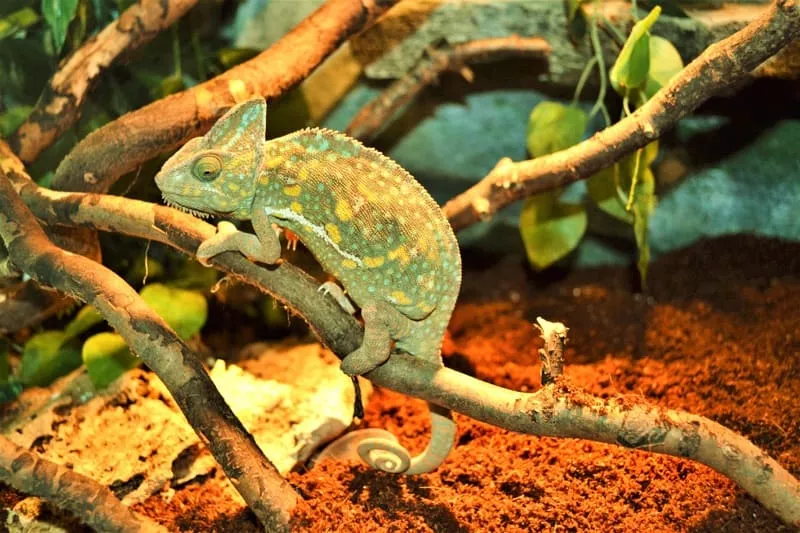 Zoo Spisska Nova Ves - chameleon