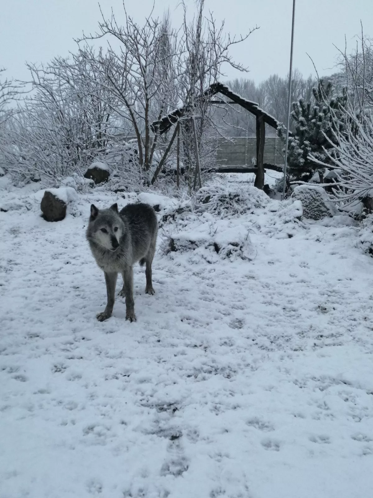V zimnom období možno častejšie zazrieť skupinu vlkov dravých a kanadských.