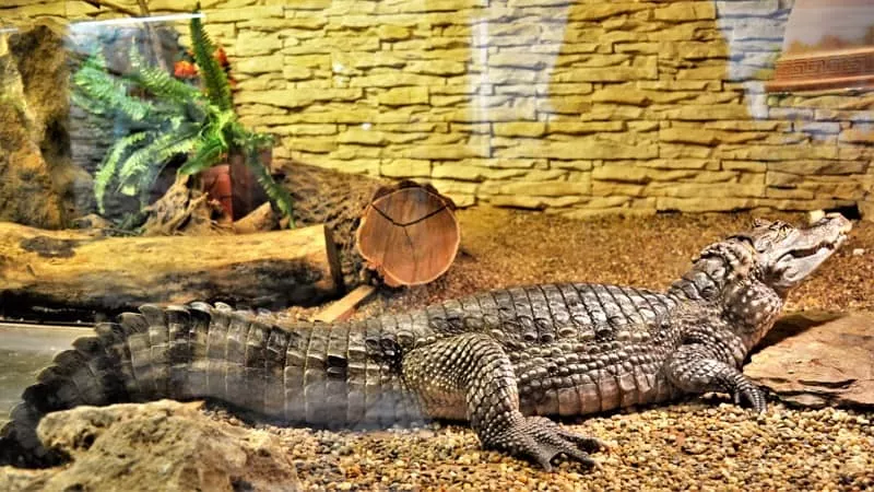 Zoo Spisska Nova Ves - krokodil