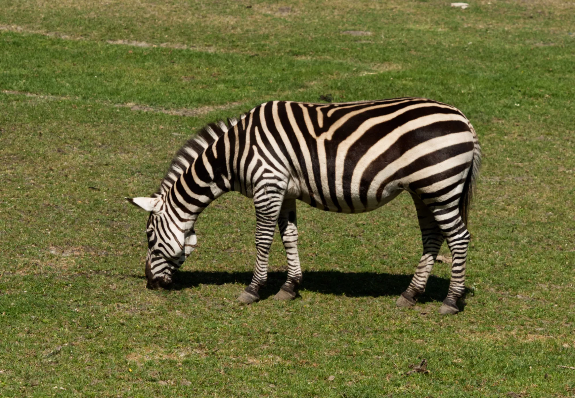 Zoo Győr zebra (©miribord)