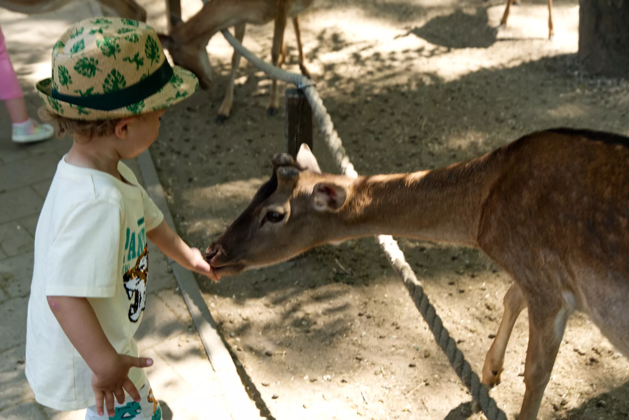 Zoo Győr krmenie srniek (©miribord)