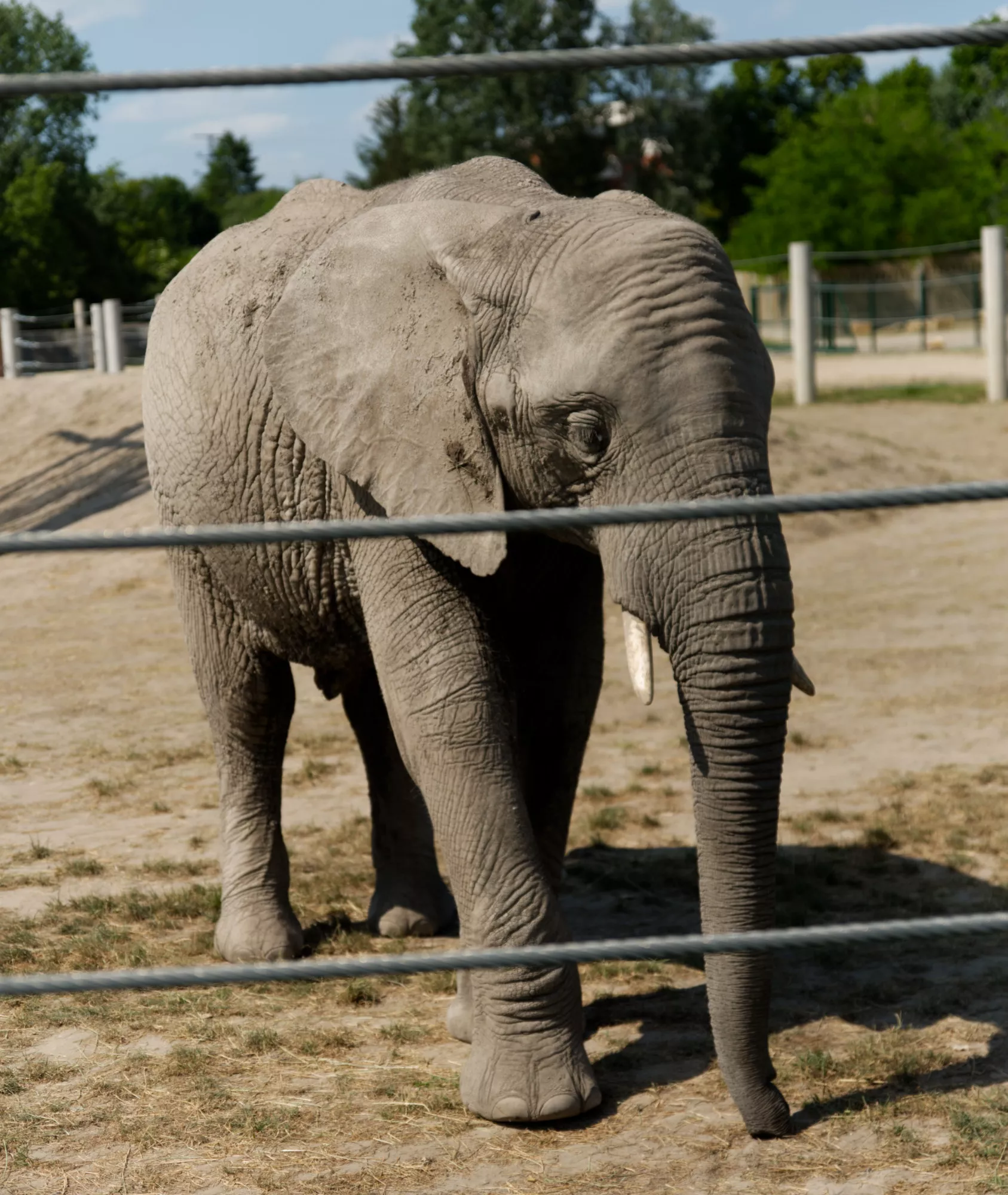 Zoo Győr slon (©miribord)