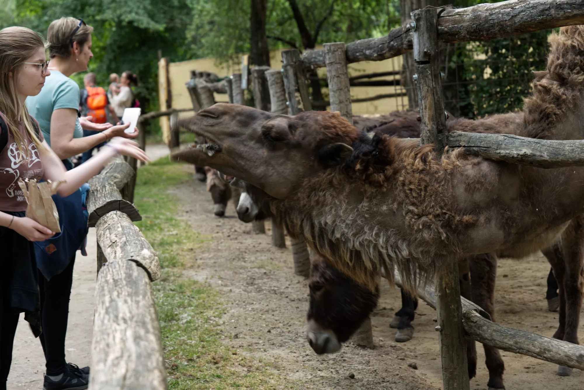 Zoo Győr (©miribord)