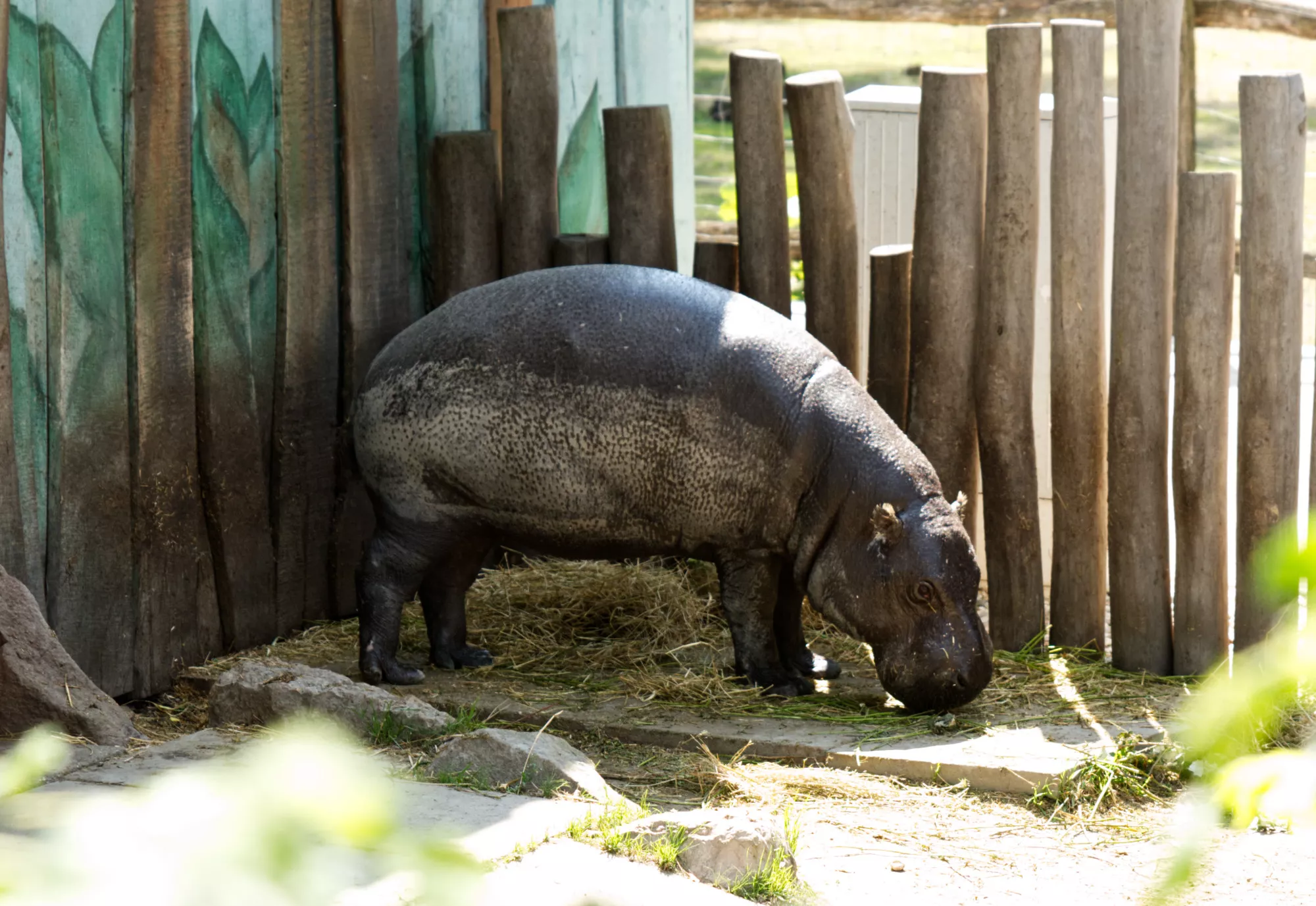 Zoo Győr (©miribord)