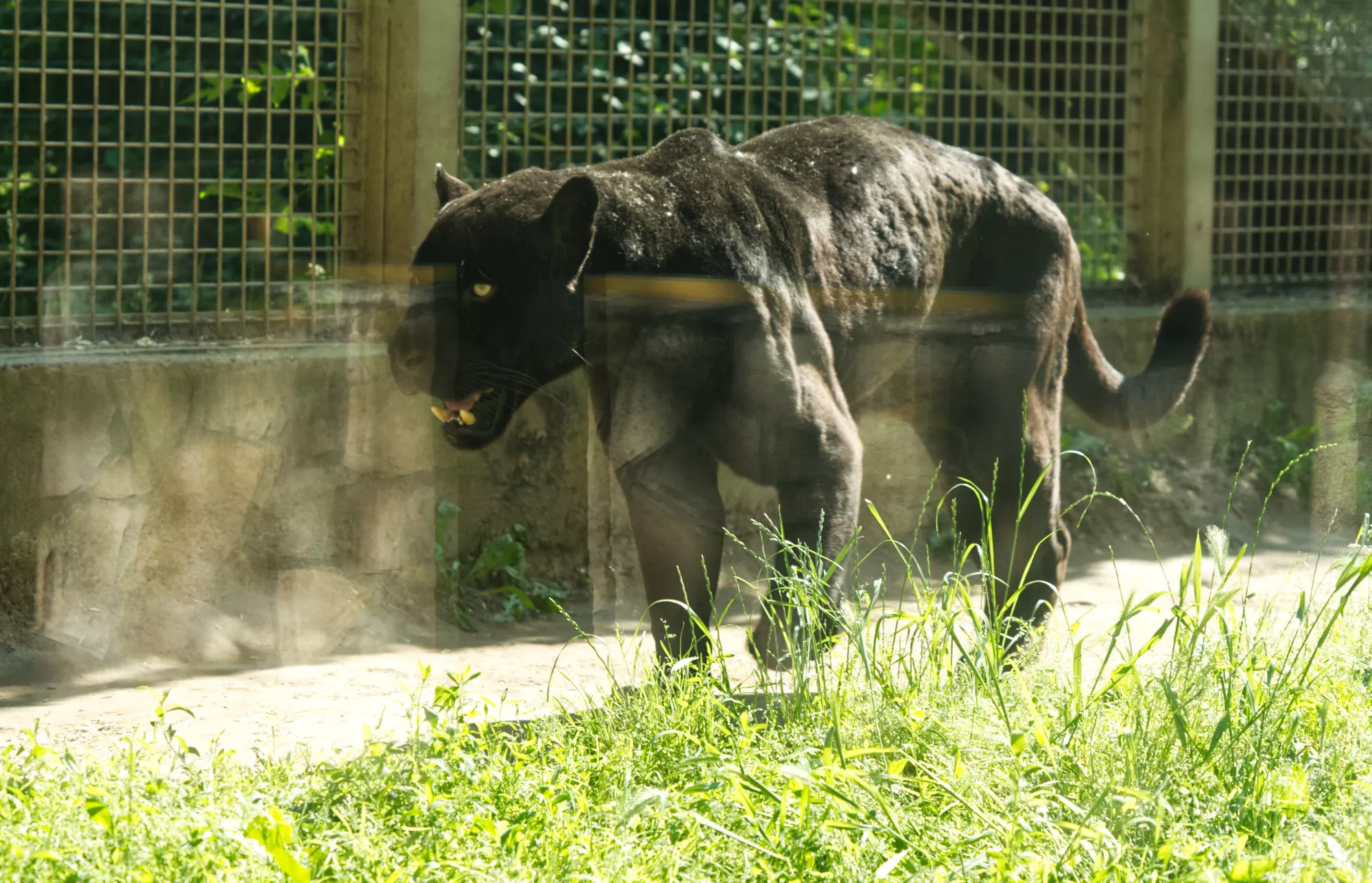 Zoo Győr (©miribord)