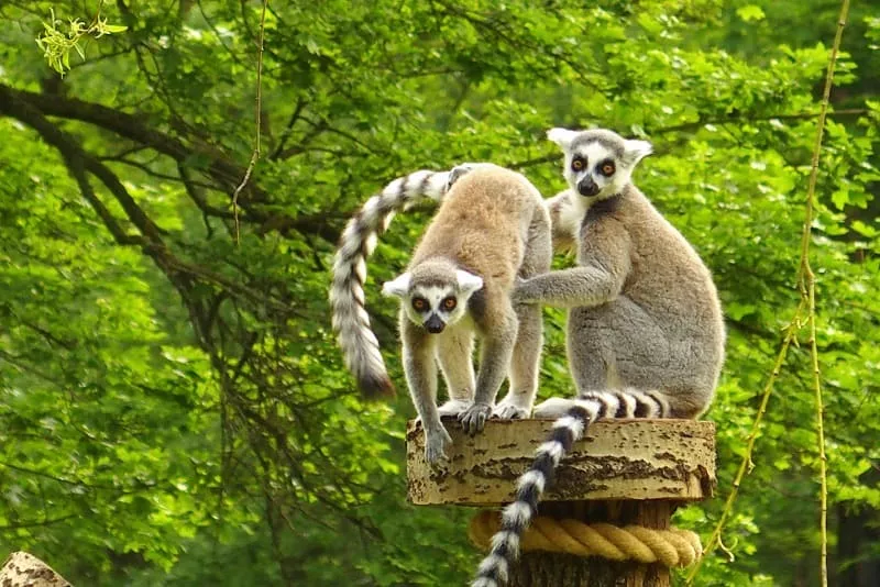 Zoo Spisska Nova Ves - lemur
