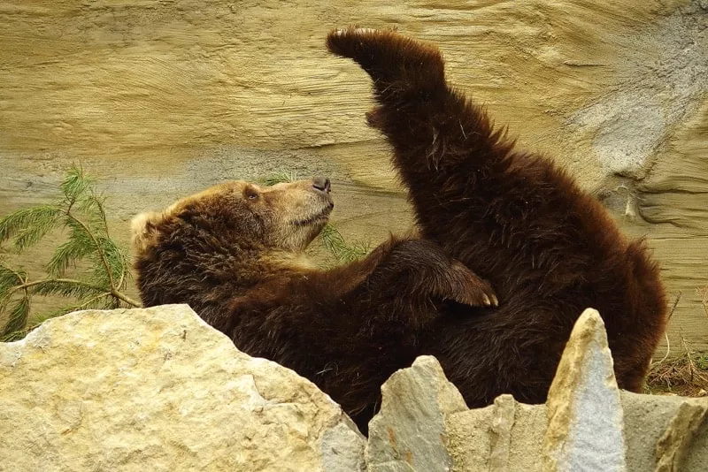 Zoo Spisska Nova Ves - medved
