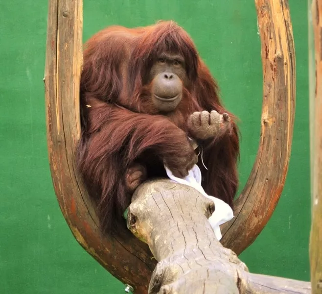 Zoo Spisska Nova Ves - orangutan