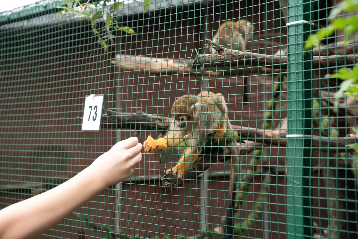 Kŕmenie opičiek (©miribord)