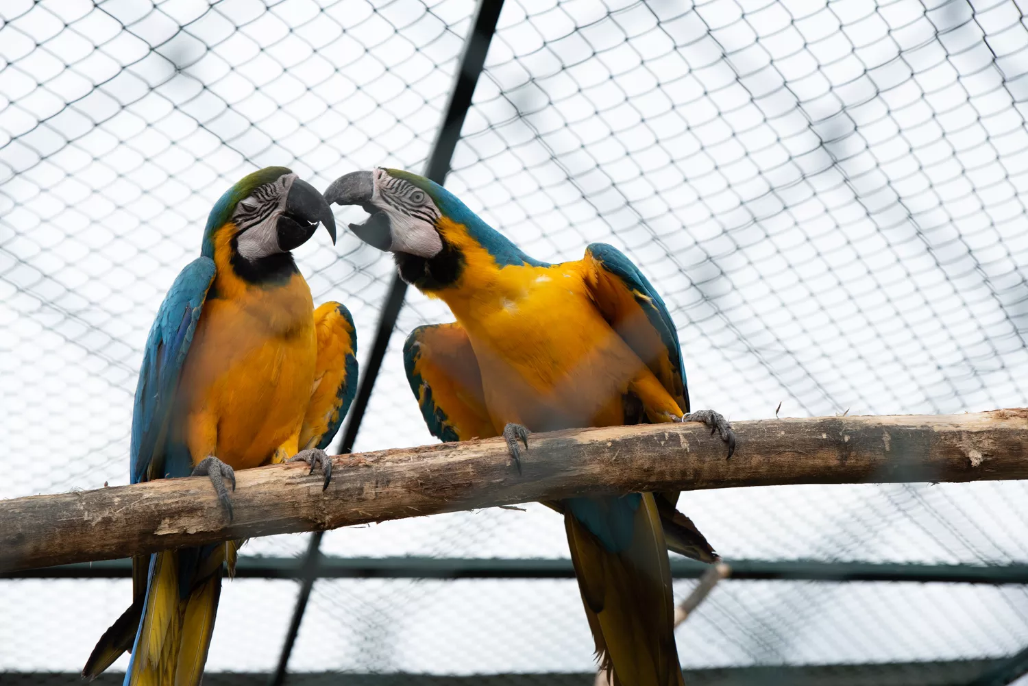 Papagáje (©miribord)